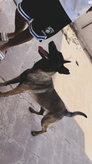 جرو مالينوا للبيع ربي يبارك ناشططط لاقوة الا بالله