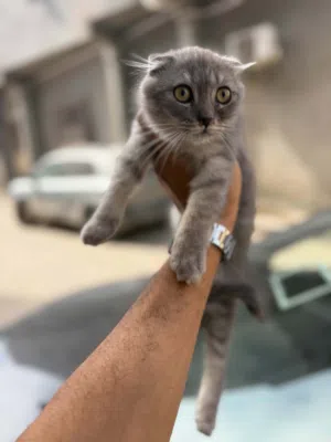 قط سكوتش عمرها شهرين ونص