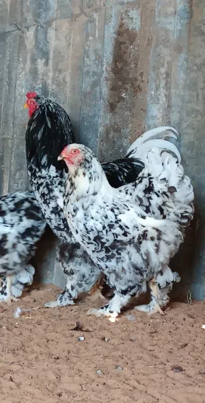 كوبية براهما فولى