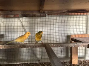 ازواج طيور كناري للبيع