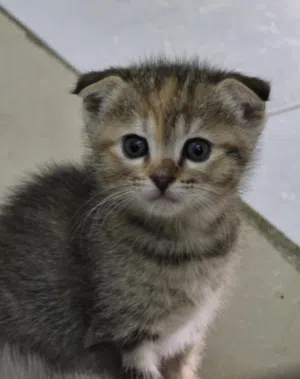 scottish fold cat