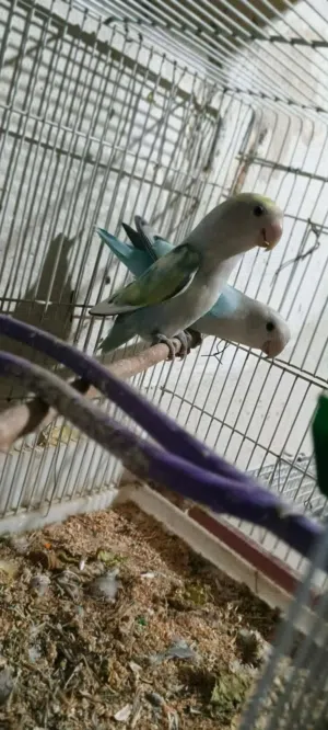 كوبية بركديلو مدحية