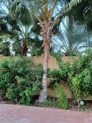 Coconut Palm - نخلة جوز الهند