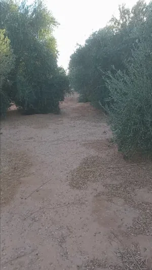مزرعة مثمرة