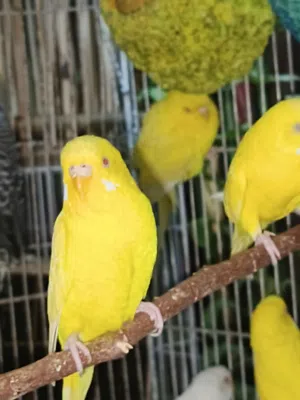 طيور حب لاتينو عين حمراء طيور كلهن منتجات وكبار مكاني بصرة شط العرب الجزيرة