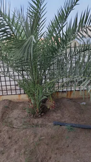 فسيلة نبته صنف جديد