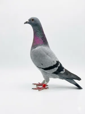 ما شاء الله، طير جميل جداً وواضح أنه من سلالة طيبة (زاجل). لكي تبيعه بسعر عادل وتجذب المشتري الجاد،