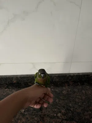 نوع الطير  Green-cheekedConure