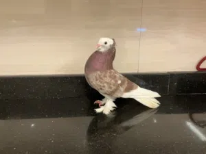 حمام زينة هايبرد جميل ذكر