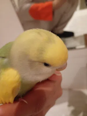 Love bird(piece 1)