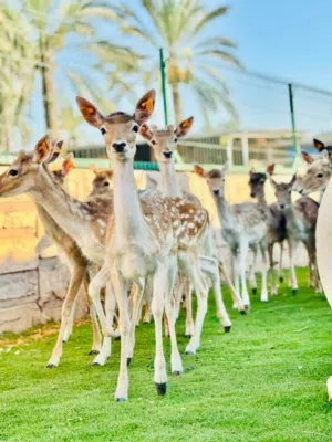 غزال الايل قطيع مشاء الله
