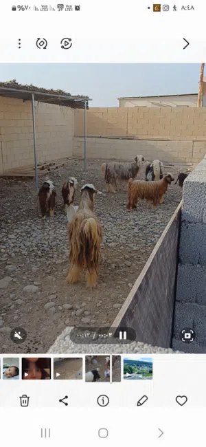 أغنام جبليات للبيع 23