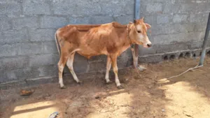ثور محلي سنة ونص