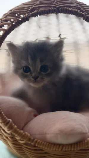قطه  سكوتش شيرازي