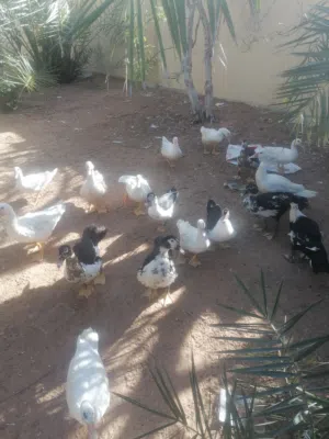 يوجد بيض دجاج