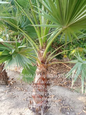 أشجار واشنطونيا للبيع