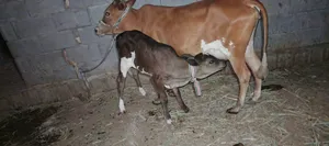 بجر اول بطن جواها حوليه هديه وبيها حليب