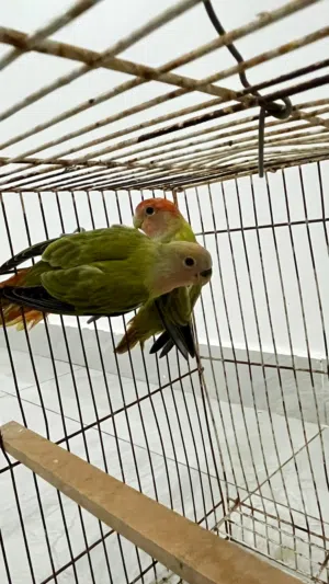 للبيع طيور الروز الجنس غير معروف