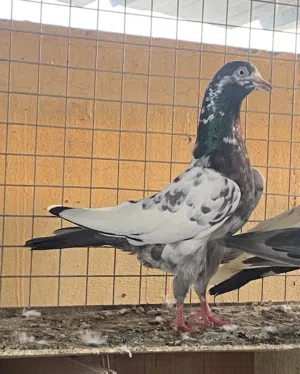 حمام باكستاني