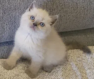 british blue point cat