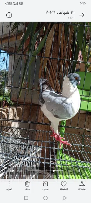 جوزين و3 فحول مدنسرات