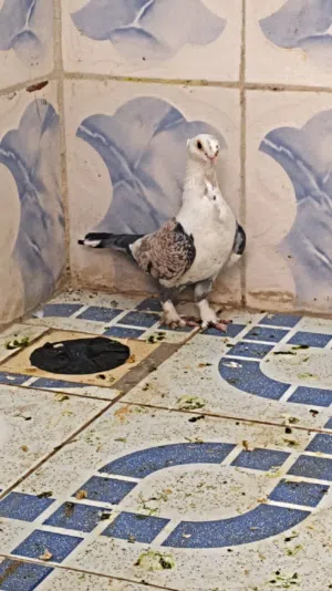 متاح فحله اثنينهن او مراوس حمام راعب