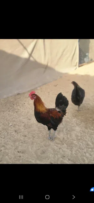 للبيع دياك ودياي عربي على فرنسي سعر منافس