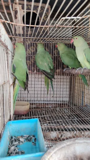 بغبغاء متوه دره