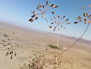 كمون أسود جبلي إيراني طبيعي – كمية محدودة (50 كغ)