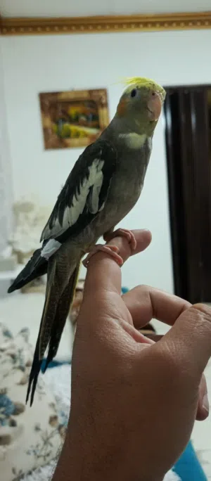 كوكتيل أليف لون مميز
