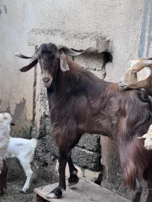 تيس عماني العمر 4 سنين