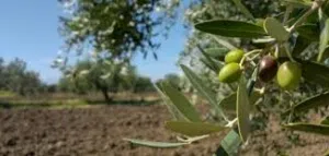 Farm Land for Sale in Irbid Kofor Youba