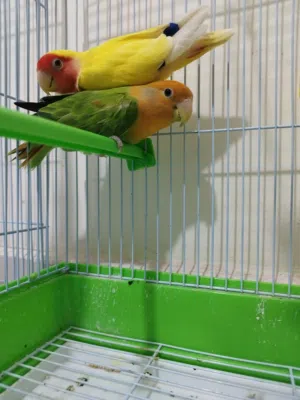 Peach Face Lovebird Pair Available Rosy Family