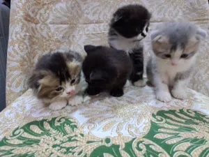 Kittens scotch fold pure for sale