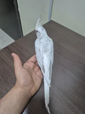 عصفور كروان