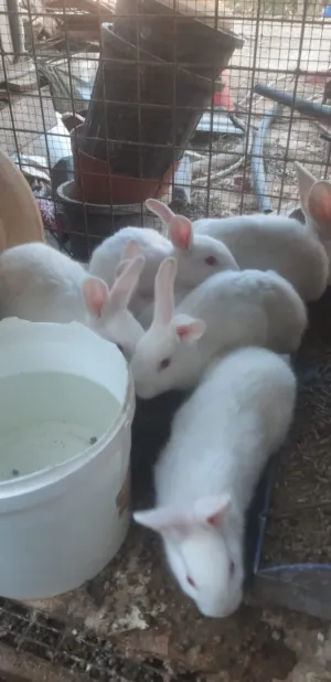 أرانب فرنسيه اصليه الحجم العادي مش جامبو عمر شهرين  للبيع