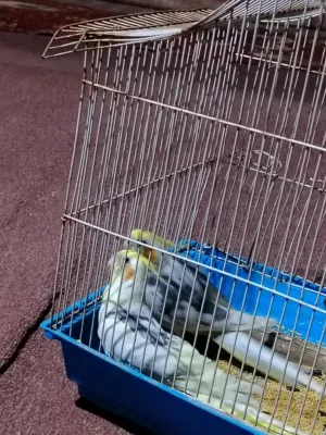 زوج كوكتيل للبيع   وبيهن مجال ابخدمت الشراي