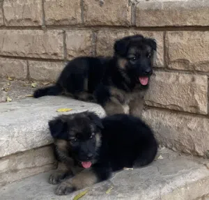 للبيع جرواي جيرمن شيبرد ورك لاين لونج هير Available German Shepherd for sale