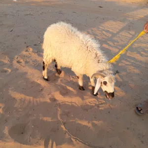 للبيع خروف عمره في6شهور