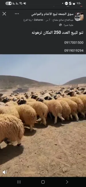 سعي للبيع العدد 90 سلوق المكان