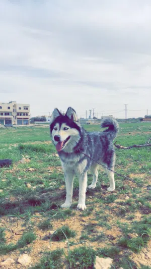 هاسكي للبيع