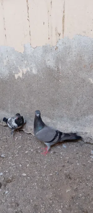 حمام زاجل وحمام لاحم