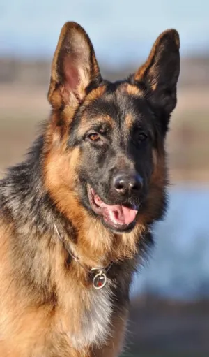 الراعي الألماني: أقوى، أذكى للتدريب العسكري/الحراسة. 	•	الجولدن: ألطف، مناسب للعائلة والأطفال واللعب