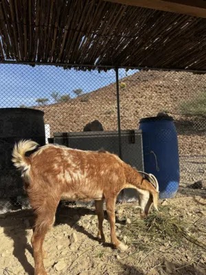 شاه صلاليه راهيه للبيع