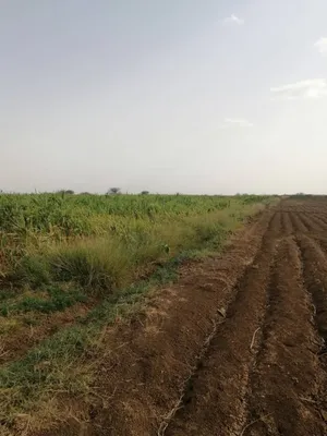للبيع مزرعة غرب النيل مشروع سولا الزراعي غرب مدينة عطبرة خصبة منتجة