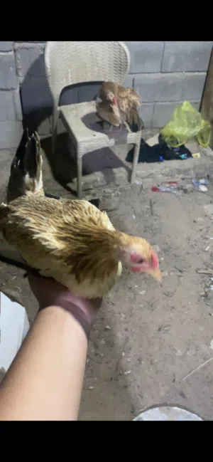 متاح دجاجتين وديج كريمي اشكر خط اول اقره الوصف