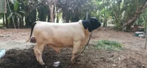 ثور جيرسي اصل للبيع وعجل جيرسي الثور عمرة سنتين والعجل عمرة 6 شهور