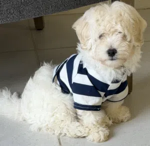 Maltipo 4 months old microcipped fully vaccinated