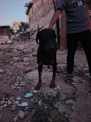 دبرمان للبيع عدم فضاوة