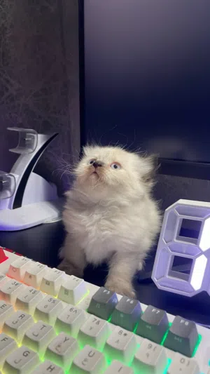 قطط هملايا صغيره للبيع